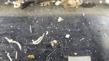 Media type: image;   Invertebrate Zoology 153333 Description: Live specimen.;